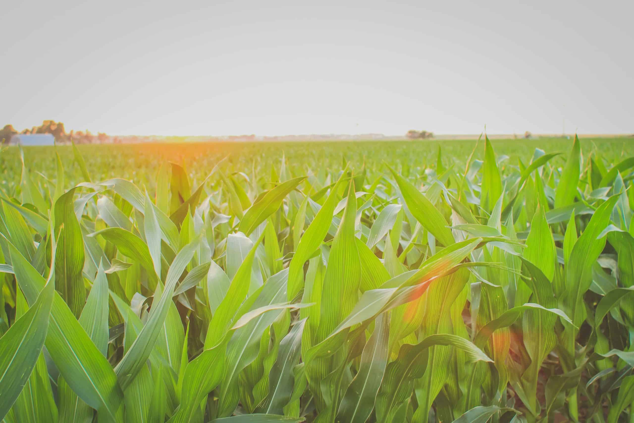 ms-agri-trust-cultivating-hope