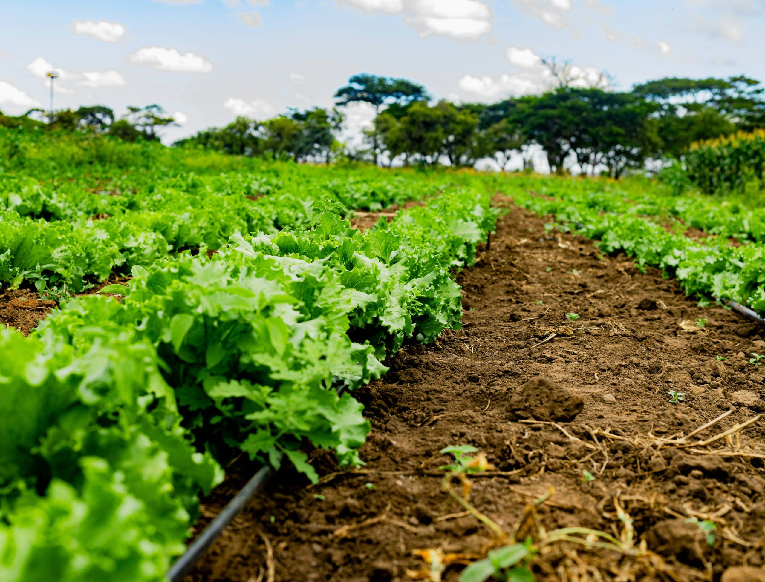 ms-agr-trust-sustainable-agriculture